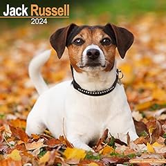 Jack russell calendar usato  Spedito ovunque in Italia 