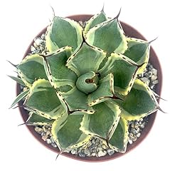 Dwarf agave applanata for sale  Delivered anywhere in USA 
