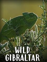 Wild gibraltar for sale  Delivered anywhere in UK