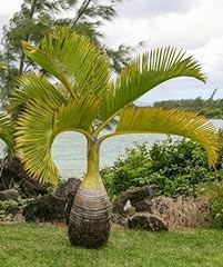 Bottle palm seeds for sale  Delivered anywhere in USA 