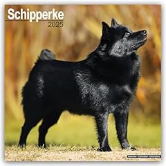 Schipperke 2025 square for sale  Delivered anywhere in UK