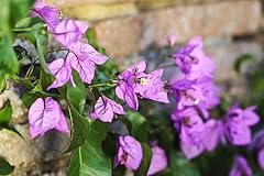 Bougainvillea violet mèze for sale  Delivered anywhere in UK