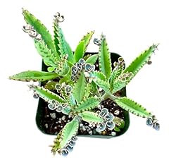 Mothers thousands kalanchoe for sale  Delivered anywhere in USA 