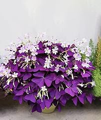 12pcs purple shamrocks for sale  Delivered anywhere in USA 