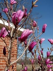 Jane magnolia tree for sale  Delivered anywhere in USA 