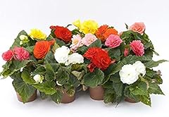 Begonia fortune mixed for sale  Delivered anywhere in UK