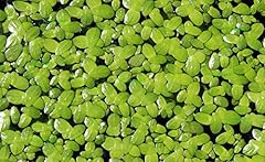 200 live duckweed for sale  Delivered anywhere in USA 