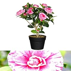 Camellia japonica plant for sale  Delivered anywhere in UK