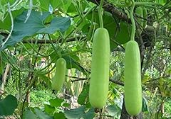 Bottle gourd seeds for sale  Delivered anywhere in USA 