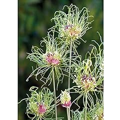 Allium bulbs hair for sale  Delivered anywhere in UK