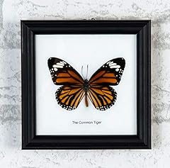 Common tiger butterfly for sale  Delivered anywhere in USA 