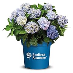 Endless summer hortensie gebraucht kaufen  Wird an jeden Ort in Deutschland