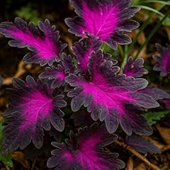 Coleus black dragon gebraucht kaufen  Wird an jeden Ort in Deutschland