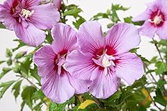 Hibiscus syriacus plant for sale  Delivered anywhere in Ireland