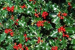 Holly hedging plants for sale  Delivered anywhere in UK
