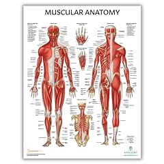 Anatomy lab muscular for sale  Delivered anywhere in USA 