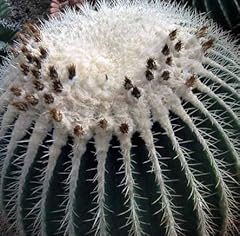 Echinocactus grusonii alba d'occasion  Livré partout en France