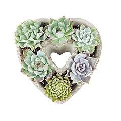 Live succulent plants for sale  Delivered anywhere in USA 