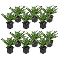 Pack live janet for sale  Delivered anywhere in USA 