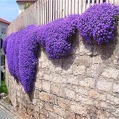 Semi aubrieta crescione usato  Spedito ovunque in Italia 