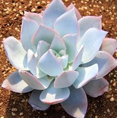10pcs white echeveria for sale  Delivered anywhere in USA 