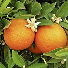 Garden large orange for sale  Delivered anywhere in UK