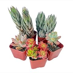 Sprout green pack for sale  Delivered anywhere in USA 