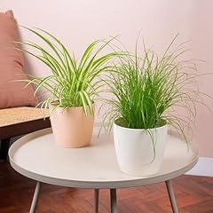 Ensemble plantes intérieur d'occasion  Livré partout en Belgiqu