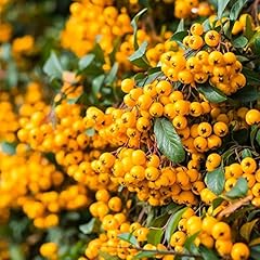 Piracanta gialla pyracantha usato  Spedito ovunque in Italia 