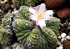 Portal Cool Cactus - Aztekium ritteri Pp 566 (Rayones, Nuevo Leon, Messico) - 20 Semi # 9022# D usato  Spedito ovunque in Italia 