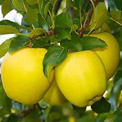Yellow delicious apple for sale  Delivered anywhere in USA 