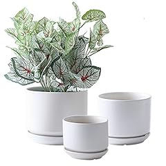 Yishang succulent plant for sale  Delivered anywhere in USA 