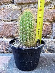 Trichocereus huascha cactus usato  Spedito ovunque in Italia 