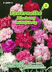 Dianthus plumarius federnelken gebraucht kaufen  Wird an jeden Ort in Deutschland