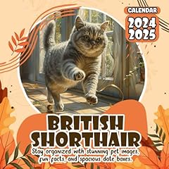 British shorthair calendar d'occasion  Livré partout en France