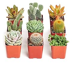 Shop succulents cactus for sale  Delivered anywhere in USA 