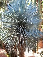 Portal cool yucca for sale  Delivered anywhere in UK