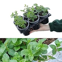 Mixed mint plants for sale  Delivered anywhere in Ireland
