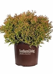 Fire chief arborvitae for sale  Delivered anywhere in USA 