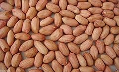 Peanut seeds jumbo for sale  Delivered anywhere in USA 