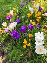 Bulbs crocus includes for sale  Delivered anywhere in UK
