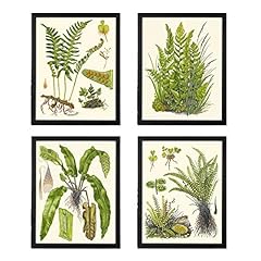 Botanical set prints for sale  Delivered anywhere in USA 