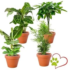 Lot plantes pet d'occasion  Livré partout en France