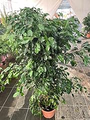 Ficus benjamin 145 usato  Spedito ovunque in Italia 