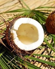 Pianta palma cocco usato  Spedito ovunque in Italia 