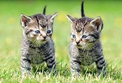 Ansichtskarte katze katzen gebraucht kaufen  Wird an jeden Ort in Deutschland