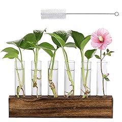 Mumisuto glass plant for sale  Delivered anywhere in UK