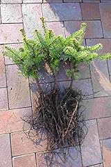 Weihnachtsbaum set 10st gebraucht kaufen  Wird an jeden Ort in Deutschland
