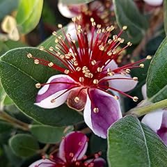 Garden pineapple guava for sale  Delivered anywhere in Ireland