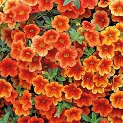 Calibrachoa trailing petunias for sale  Delivered anywhere in UK